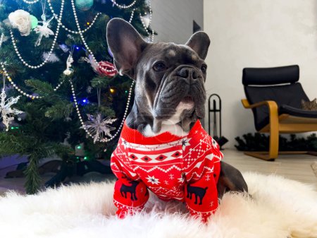 Bulldog francés sobre fondo de árbol de Navidad en jersey de Navidad con renos. Perro de cerca esperando un regalo. Un buen amigo y compañero.