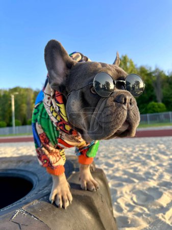 Stylish French Bulldog in sunglasses and bright sweater on the beach. A sunny day, a sandy beach, a car stingray. Close-up portrait of a dog on a blurred nature background.