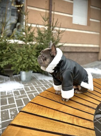Französische Bulldogge steht in einer warmen Jacke in der Kälte. Hund bei einem Winterspaziergang. Bulldogge posiert im schwarzen Schaffell-Mantel mit weißem Fell. Warme Kleidung für Hunde.