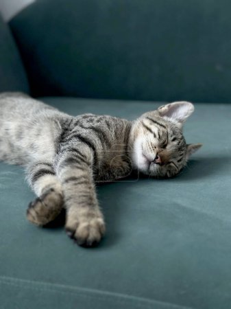 Serene cat with tabby fur sleeps peacefully on a green sofa, representing tranquility. Concept: the embodiment of relaxation and comfort demonstrated by a sleeping cat.