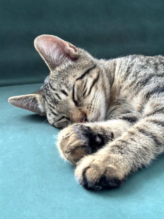 Sleeping kitten close-up. Striped cat is in a moment of peaceful sleep on a dark green couch. The soft lighting highlights its fur an. Cats relaxed posture and the soft lighting create a calm and