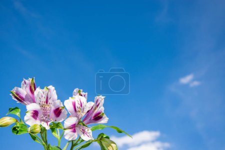 Téléchargez les photos : Lilas alstroemeria fleurs contre un ciel bleu avec des nuages blancs. Design minimaliste élégant pour félicitations, invitations, couvertures, cartes de visite. - en image libre de droit