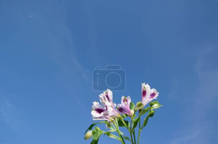 Téléchargez les photos : Alstroemeria. Fleurs de lilas contre le ciel bleu, gros plan avec espace de copie. Ombres dures, floues. Fond horizontal pour bannières, félicitations, présentations. - en image libre de droit