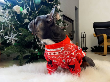 Funny little dog looking for gifts on Christmas tree. French bulldog in a warm red knitted outfit. Funny pets. Trendy clothes for animals