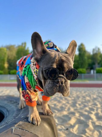 A dog in a stylish outfit on the beach on the beach. Close-up of a French Bulldog on a blurred background of a dowdy.