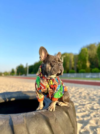 A little bulldog in fashionable clothes is waiting for his girlfriend on the blurred background of nature. French Bulldog on a walk. Profile of a small cute dog in stylish clothes on a car wheel.