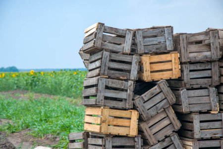 Téléchargez les photos : Une pile de vieilles caisses en bois sur fond de champ vert avec des tournesols. - en image libre de droit