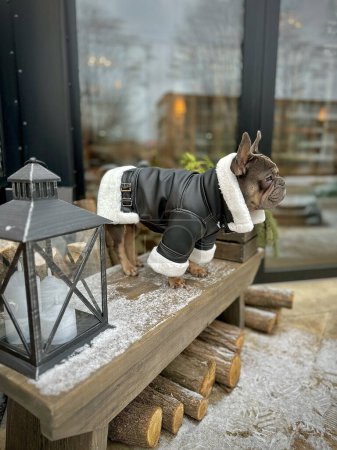 Eine französische Bulldogge steht in einer warmen Jacke in der Kälte. Erster Schnee. Ein einsamer Hund wartet auf Freunde zum Winterspaziergang.