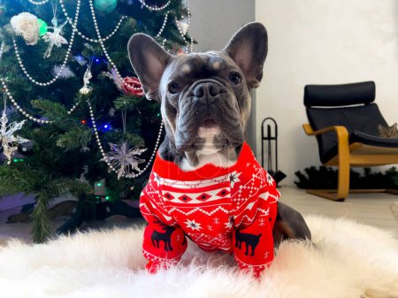 Eine neugierige französische Bulldogge blickt vor dem Hintergrund eines Weihnachtsbaums in die Kamera. Hund im roten Anzug in Großaufnahme auf weißem, flauschigem Teppich. Stilvolles Haustier.