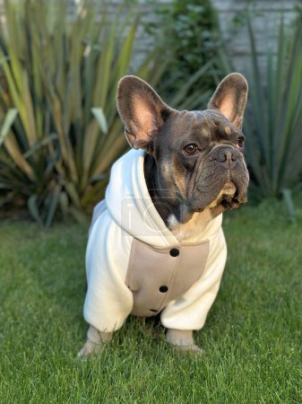 Französische Bulldogge auf dem Rasen vor verschwommenem Yucca-Hintergrund. Modischer Hund im modischen Sweatshirt. Kleiner süßer Hund auf dem frischen grünen Gras in bequemer Strickkleidung. Stylische Kleidung für Haustiere - Kümmern Sie sich um Ihre geliebten Haustiere.