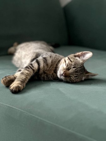 Sleeping cute cat. Serene cat with tabby fur sleeps peacefully on a green sofa, representing tranquility. A striped pet lies on a suede sofa. Cat lies calmly on a green fabric sofa. Pets concept with furniture in minimalist style.