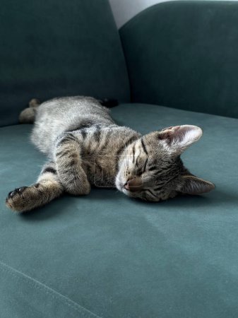 Die schlafende Katze liegt gemütlich auf einer dunkelgrünen Couch. Katze schläft friedlich auf dunkelgrünem Sofa. Die Katze hat gestreiftes Fell mit verschiedenen Grau- und Brauntönen.