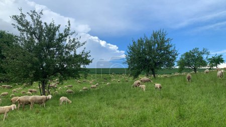 A group of sheep are peacefully grazing on a vibrant, green field under the bright sun. The sheep are scattered across the field, munching on grass and moving around leisurely.