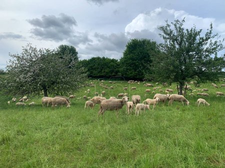 Un grupo de ovejas están pastando en un pasto verde vibrante. Las ovejas están esparcidas por el campo, masticando pacíficamente la hierba bajo el cielo azul claro.
