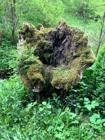 A moss-covered tree stump stands in the middle of a dense forest surrounded by towering trees and lush vegetation.