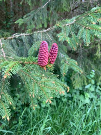 Two pine cones are suspended from a tree branch, showcasing their unique textures and shapes against the backdrop of green foliage.