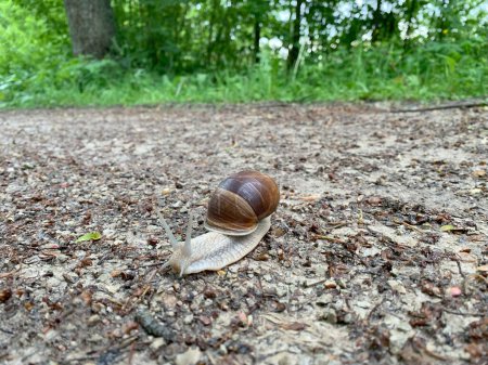 A snail with a spiral shell is stationary on the ground, moving slowly and methodically along the surface.