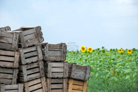 A stack of old wooden crates against a backdrop of a green field with sunflowers.