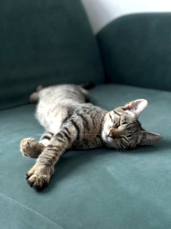 Cat sleeping peacefully on a dark green couch. The cat has striped fur with various shades of grey and brown. Selective focus. Pet.