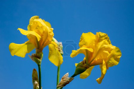 This image shows two bright yellow Iris flowers in full bloom against a clear blue sky. The sun is shining brightly, casting a warm glow on the flowers. The image captures the beauty of nature in its