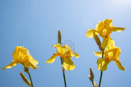 Eine Nahaufnahme von leuchtend gelben Irisblumen, die vor einem strahlend blauen Sommerhimmel blühen.