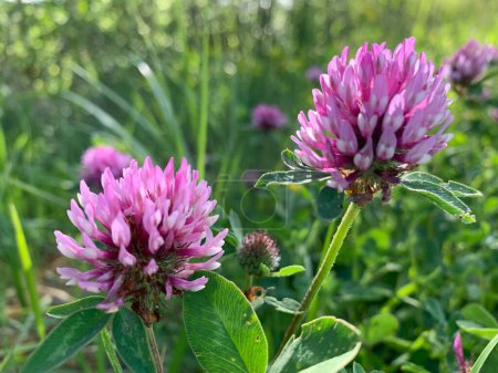 A close-up view of two pink clover blossoms in a field of green grass.