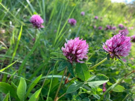 Close-up of pink clover blossoms in a field of green grass on a sunny day.