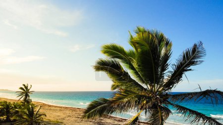 Photo for Tropical sand beach with palm trees in sunset, sunrise, aerial shot flying through the trunks, wild pristine beach. Tops of palm trees against background of sunny sky. Lens flare effect. - Royalty Free Image