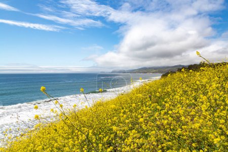 Feld mit wilder Senfpflanze mit Blick auf den Pazifik. Lichtung gelber Blumen Wilder Senf am Ufer des Meeres. Landschaftlich reizvolle Küste Zentralkaliforniens. Großaufnahme von wildem Senf, der im nächsten Pazifik wächst