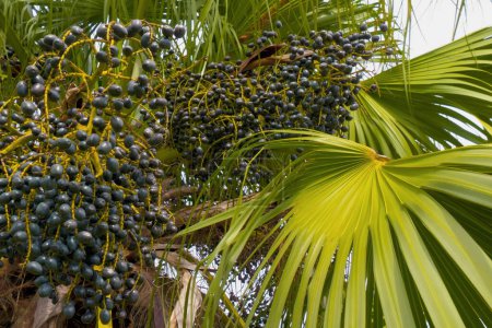 Close up of oval shape dark blue fruits on tree called livistona chinensis. Chinese fan palm with berry fruit sways on wind, closeup. Fruits of a palm tree, specie Livistona benthamii, bottoml view.
