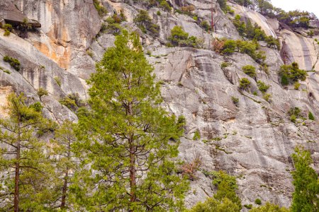 Felsige Oberfläche mit Nadelbäumen im Vordergrund. Blick auf den Yosemite Valley National Park.