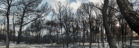 Foto de El pinar italiano en una reserva natural muestra un ambiente gravemente dañado por el fuego o la hoguera. Desastre ambiental en una pineta o bosque de pinos demuestra cómo el calor y el cambio climático afectan a la naturaleza - Metaponto, Basilicata, Italia - Imagen libre de derechos