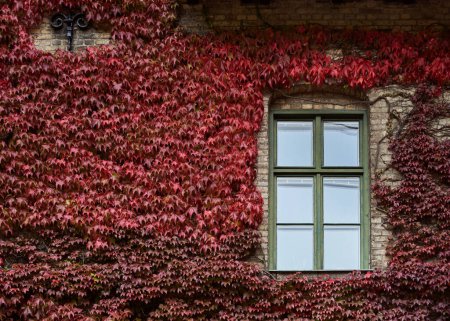 Hiedra roja intensa en otoño que rodea una vieja ventana que sube a una fachada del edificio. El exterior del edificio cubierto por las hojas de Hedera transmite sensación de autoprotección, calidez y comodidad. Alnarp, Suecia