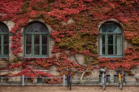 Hiedra roja en otoño escalando en una antigua fachada del edificio universitario que rodea las ventanas arqueadas. Bicicletas aparcadas junto a un antiguo campus exterior cubierto por una planta de hiedra roja en el otoño sueco. Estilo de vida escandinavo
