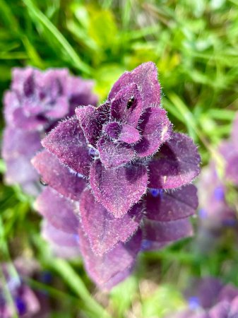 Staudenpflanze Pyramidal Bugle (Ajuga Pyramidalis) mit violetten Blättern in den italienischen Alpen. Ajuga ist eine Alpenblume aus der Familie der Lamiaceae und eine einheimische Pflanze in Europa
