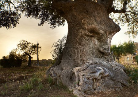 Weises Holzgesicht, in Gedanken versunken, verschont vom Pflanzenpathogen Xylella fastidiosa. Uralter Olivenbaum mit aufmerksamem Ausdruck vermittelt Weisheit und Einsicht. Denk- und Konzentrationskonzepte