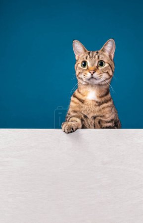 Photo for Cute tabby cat looking to the left and standing behind white message board on a blue background. Copy space for your text. - Royalty Free Image