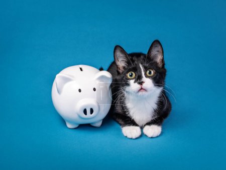 Süßes kleines Smoking-Kätzchen sieht neben einem Sparschwein auf blauem Hintergrund bedürftig aus. Animal Charity, spenden für Rettung, Adoptionsgebühren oder Pflegekosten.