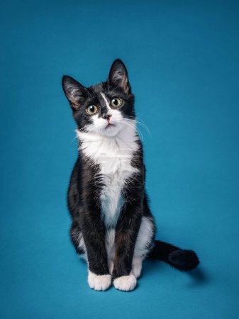Photo for Funny tuxedo kitten with a serious expression sitting looking at camera on a blue background. Four months old. - Royalty Free Image