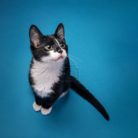 Photo for Cute black and white tuxedo kitten sitting looking up and to the right on a blue background. - Royalty Free Image