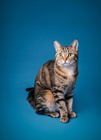 Photo for Adult domestic short hair patched tabby cat sitting on a seamless blue background. - Royalty Free Image
