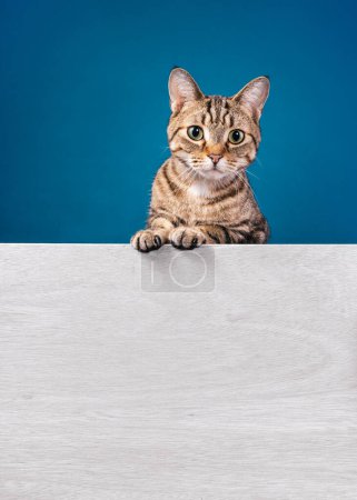 Photo for Cute tabby cat looking down and standing behind white message board on a blue background. Copy space for your text. - Royalty Free Image