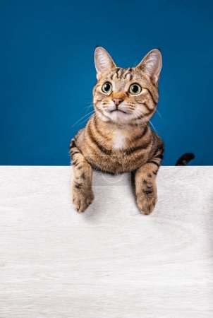 Photo for Funny tabby cat with happy smiling expression looking up to the left with paws up on white message board on a blue background. Copy space for your text - Royalty Free Image