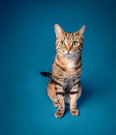 Photo for Funny Nervous Adult domestic short hair striped tabby cat sitting on a seamless blue background. - Royalty Free Image