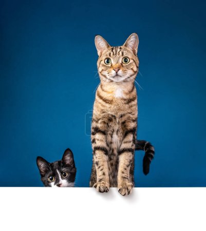 Photo for Cute tabby cat and tuxedo kitten looking ahead and standing with paws on pure white message board over a blue background. Copy space for your text. - Royalty Free Image