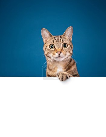 Photo for Cute tabby cat using paw to hold a pure white message board over a blue background. Copy space for your text. - Royalty Free Image