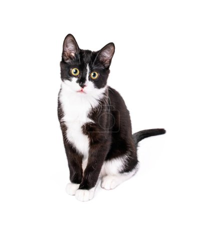 Photo for Cute Black and white tuxedo kitten sitting and looking at the camera. Isolated on white - Royalty Free Image