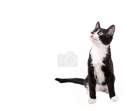 Photo for Cute Black and white tuxedo kitten sitting and looking up to the left. Isolated on white - Royalty Free Image