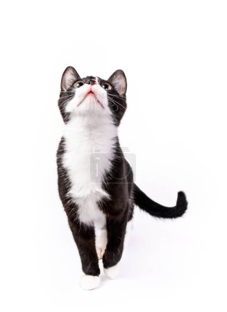 Photo for Cute Black and white tuxedo kitten standing and looking up. Isolated on white - Royalty Free Image