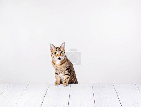 Photo for Funny tabby cat makes a surprise face looking at camera while sitting at a white table. - Royalty Free Image